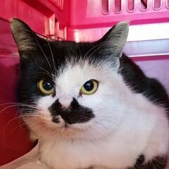 猫　行方不明　探しています − 徳島県