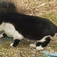 猫　行方不明　探しています - 手伝って/助けて