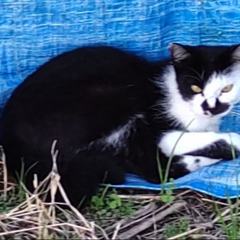 猫　行方不明　探しています