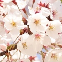 🌸今週末開催🌸お花見メンバー募集中🌸