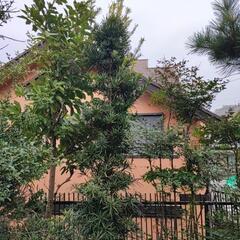 【無料】【DIY取り放題】【横浜自宅引取限定】イヌマキ 高さ3～4m 2本 生垣に最適！！ ※プロフ必読！！の画像