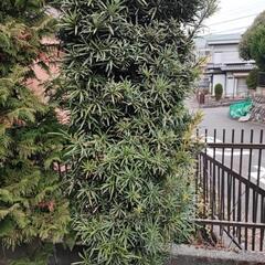 【無料】【DIY取り放題】【横浜自宅引取限定】イヌマキ 高さ3～4m 2本 生垣に最適！！ ※プロフ必読！！の画像