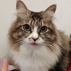 温厚なノルウェージャンフォレストキャットMIX♂5歳