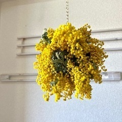 ミモザ　葉　tgamの画像
