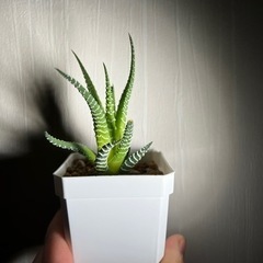 ハオルチア　十二の巻　植物