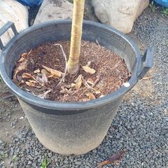 アーモンドの苗木　植木　樹木の画像