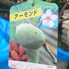 アーモンドの苗木　植木　樹木の画像