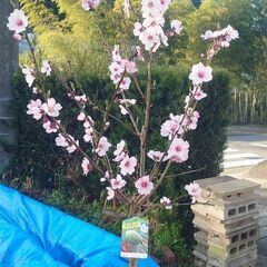 アーモンドの苗木　植木　樹木の画像