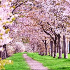 大阪でお花見 桜の木下でお酒飲みたい人🌸