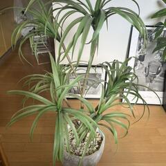 ドラセナ　人口植物　フェイクグリーン　造花の画像