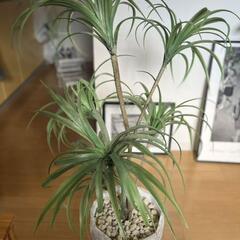 ドラセナ　人口植物　フェイクグリーン　造花