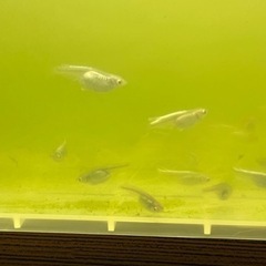 ミックスメダカ！1匹50円の画像