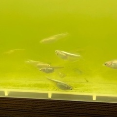ミックスメダカ！1匹50円の画像