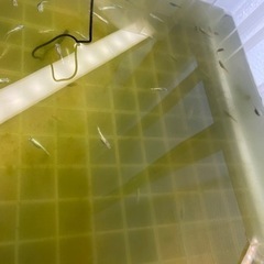 ミックスメダカ！1匹50円の画像