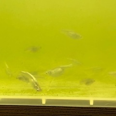 ミックスメダカ！1匹50円の画像