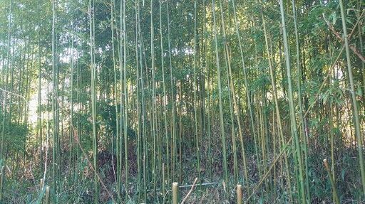 た✨』【直径２〜３センチ中心】釣り竿や物干し竿　野菜の支柱　垣根に最適な　竹　たけ　タケ　★一本の価格