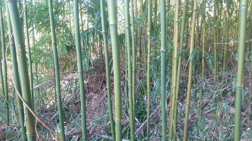 た✨』【直径２〜３センチ中心】釣り竿や物干し竿　野菜の支柱　垣根に最適な　竹　たけ　タケ　★一本の価格