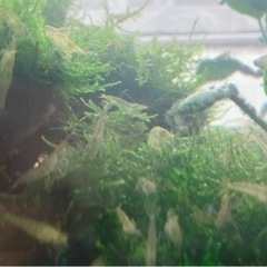 ミナミヌマエビ 50匹   ③