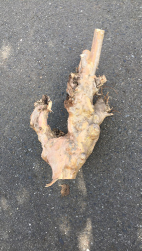 流木 ではなくただ生えてたものを切った物になります