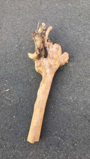 流木 ではなくただ生えてたやつを切った物です