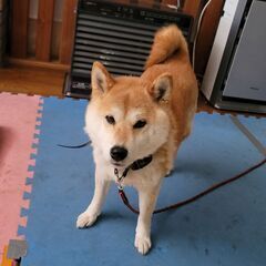 芝犬　メス　４～５才　小柄　番犬・猟犬向き　注意事項あり