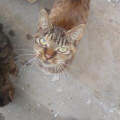 犬、猫のエサのご寄付お願いします