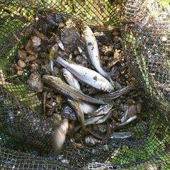川や池、沼でガサガサしたいです～～