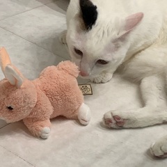雑種 8歳のオスです‪☆
