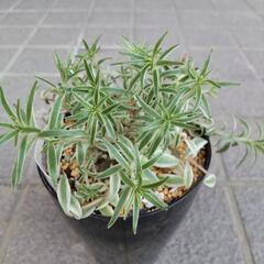 覆輪万年草　カット苗5本