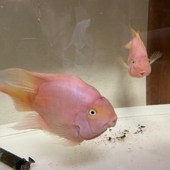 熱帯魚 キングコング パロット