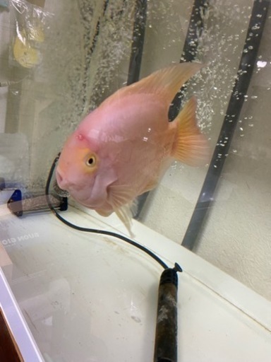 熱帯魚 キングコング パロット