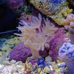 パクパクウミアザミ(A)