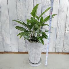 カラテア フレディ　観葉植物の画像