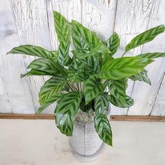カラテア フレディ　観葉植物の画像