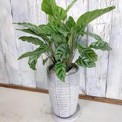 カラテア フレディ　観葉植物の画像