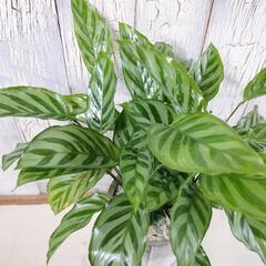 カラテア フレディ　観葉植物の画像