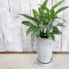 カラテア フレディ　観葉植物