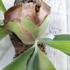ビカクシダ ビフルカツム コルク　観葉植物の画像
