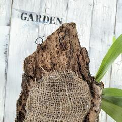 ビカクシダ ビフルカツム コルク　観葉植物の画像