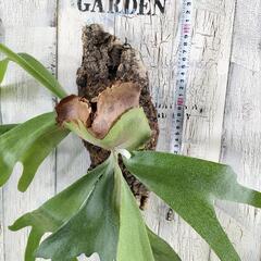 ビカクシダ ビフルカツム コルク　観葉植物の画像