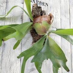 ビカクシダ ビフルカツム コルク　観葉植物の画像