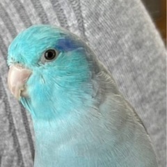 マメルリハ探しています