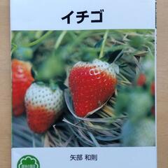 イチゴ　いちご　苺　