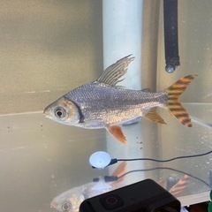 120水槽セット　生体込+α 引取限定の画像