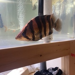 120水槽セット　生体込+α 引取限定の画像