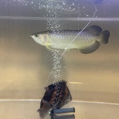 120水槽セット　生体込+α 引取限定