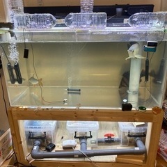 120水槽セット　生体込+α 引取限定の画像