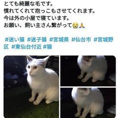 仙台市。迷子猫。