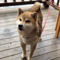 大至急