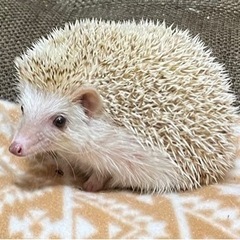 里親さん決まりました。ハリネズミ「1才2ヶ月」メス